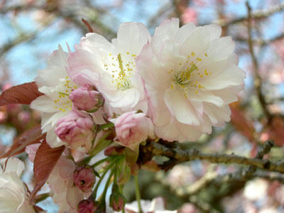 奈良の八重桜