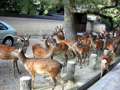 社務所前にたむろする牡鹿ども