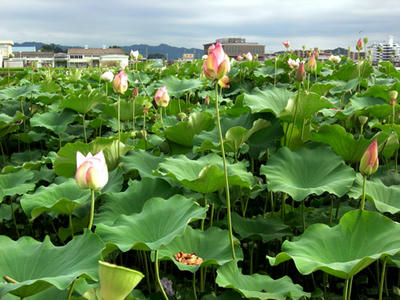 蓮が綺麗に見えるのは朝早く