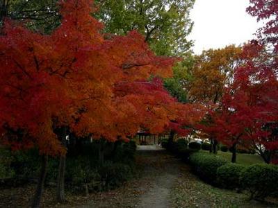大谷山自然公園の紅葉１