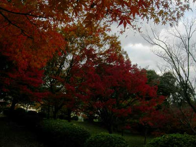 大谷山自然公園の紅葉２