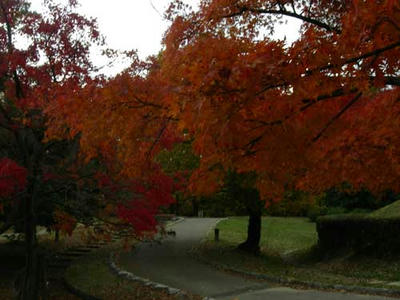 大谷山自然公園の紅葉３