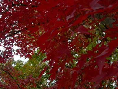 大谷山自然公園の紅葉４