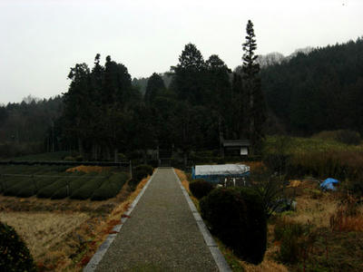茶畑に囲まれた山陵