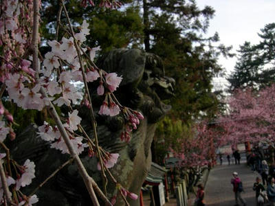 狛犬と桜