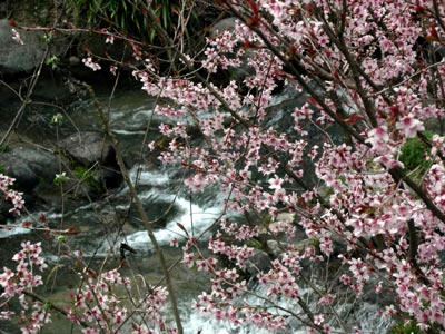 冬野川の早咲きの桜