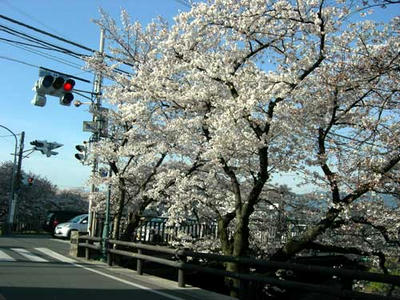 高田川堤の桜