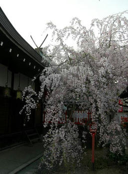 糸桜ともいいます。