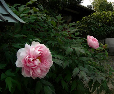 桜色の大輪牡丹