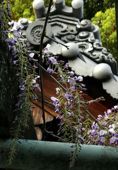 延命寺の藤棚