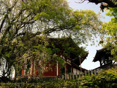 興福寺南円堂と藤