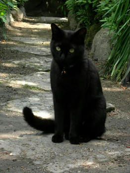 黒猫は可愛い！