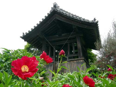 鐘楼と赤い芍薬