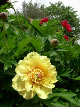 芍薬などで黄色の花は珍しいのだそうです。