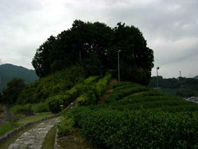 和束町の茶畑の中に
