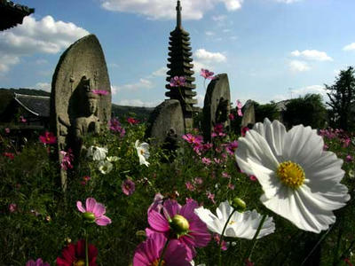コスモスの寺ですから