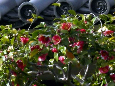 赤地に白いのりをこぼしたような斑入りの花です。