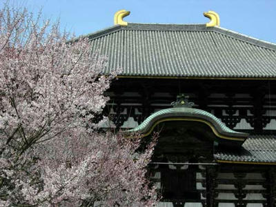 東大寺大仏殿と桜