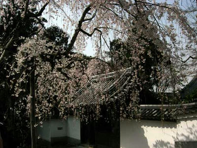 開山堂前の桜
