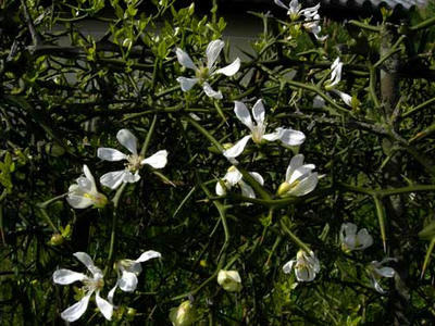 からたちの花が咲いたよ……