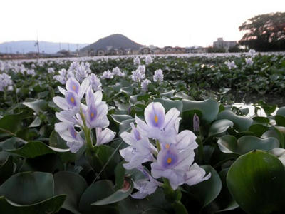 本薬師寺の夏はホテイアオイ