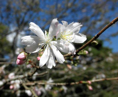 春日大社神苑に咲いていた十月桜
