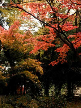 葛城市　笛吹神社の紅葉