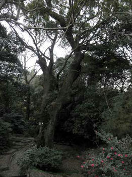 奈良豆比古神社の大楠