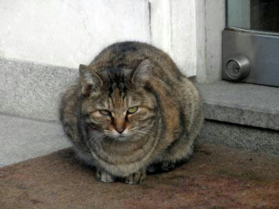 奈良町にいた猫様