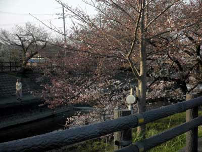 高田川堤の桜