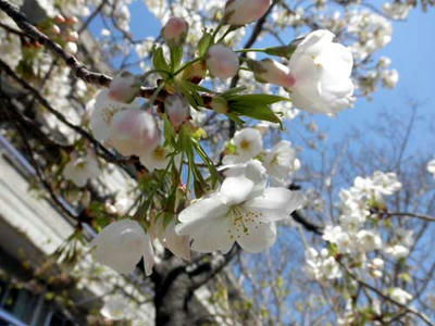 大島桜