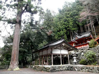 桜木神社の本殿と神杉