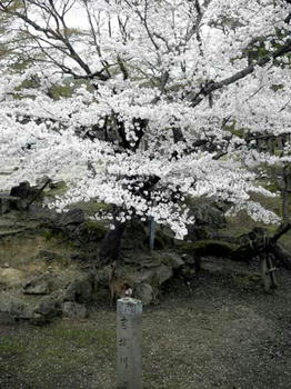 東大寺境内にて