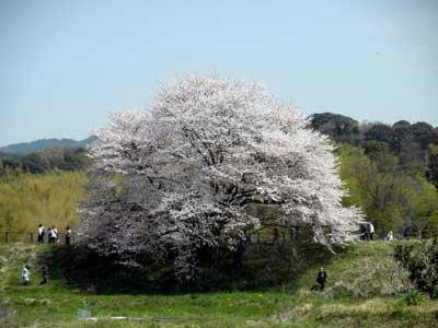 幾坂池堤の桜