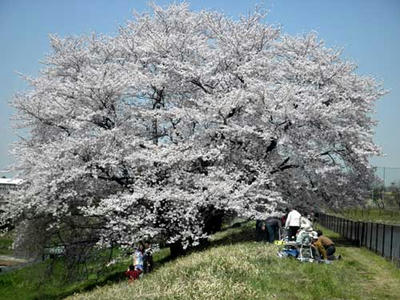 幾坂池堤の染井吉野