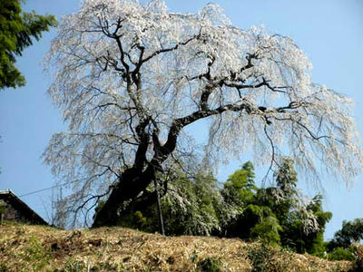 良い天気で、竹林とのコントラストが綺麗です。