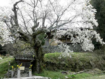 北向地蔵尊の白山桜