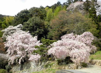 大宇陀にて、満開の枝垂桜