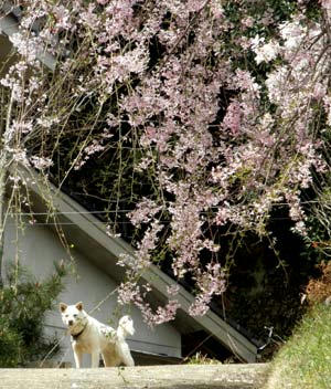 花守の白犬