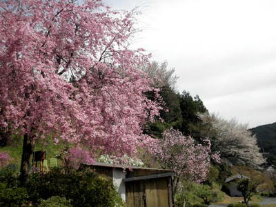 大宇陀の桜