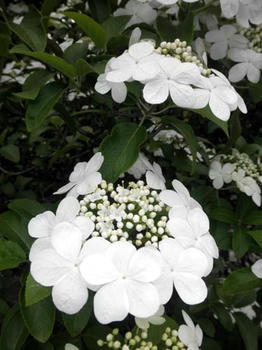 唐招提寺　瓊花