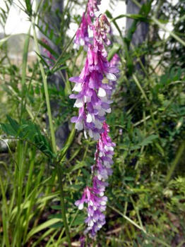 草藤の花…河内の飛鳥川にて