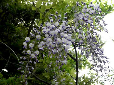 河内飛鳥で咲いていた山藤の花
