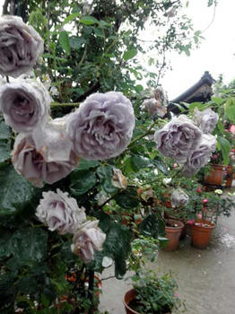 紫や緑、変わった色の花も結構咲いています。