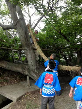 蛇を御神木に引っ掛けます。