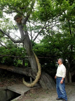 地区の総代さんと木に巻きつけられた大蛇。