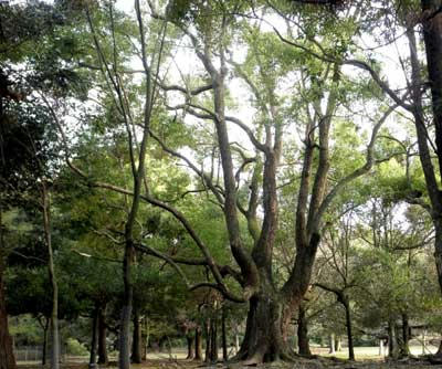 春日野の楠木