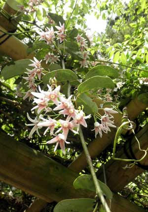 ムベの花