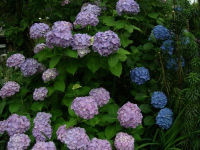 紫陽花の花