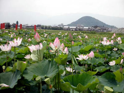 法華寺蓮…借景は畝傍山